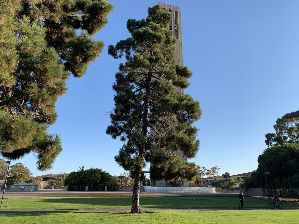 A picture of Storke Tower behind a tall tree. The view is from the Annex building north of the tower.